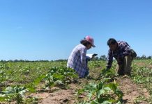 En más de 60 hectáreas crecen cultivos de macororó en Villa Montes y Charagua para producir biodiésel