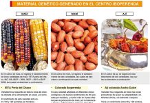 Chuquisaca provee semillas al país