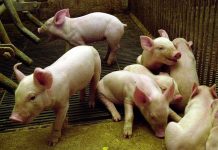 Senasag activa controles en Bolivia por brote de peste porcina africana en España