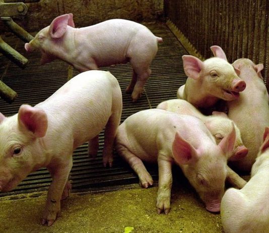 Senasag activa controles en Bolivia por brote de peste porcina africana en España