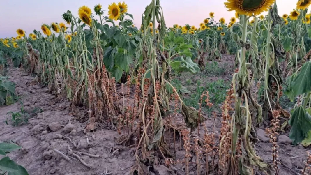 jopo-del-girasol-2.jpg