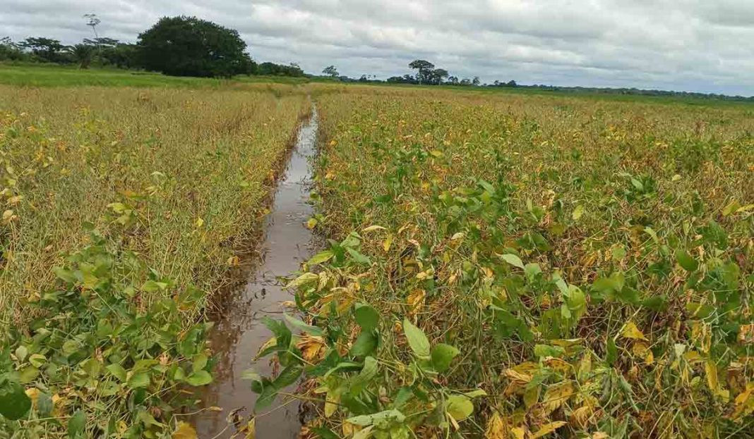 anapo-anticipa-reduccion-en-la-produccion-de-soya-por-lluvias-pero-asegura-abastecimiento-interno-y-exportaciones-19-03-2026