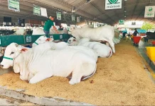 Entre negocios y genética: Agropecruz se consolida como el corazón productivo