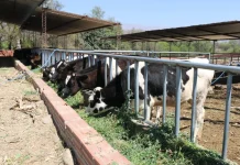 El Ejecutivo alista ley para mejorar la producción lechera