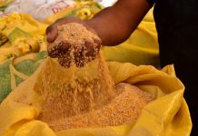 Avicultores advierten que altos precios de granos elevan costos de producción