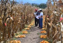 Productores cruceños demandan 90 millones de litros de diésel para concluir cosecha
