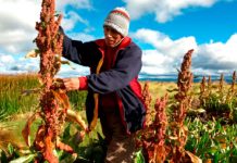 Estado y productores de quinua articulan acciones para exportación