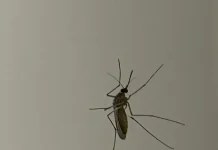 Sedes de Tarija reporta 70 casos de Chikungunya y confirma un caso de sarampión en Yacuiba