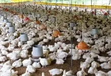 Santa Cruz produce el 68% de la producción avícola nacional