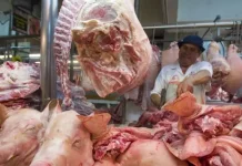 Certificación sanitaria impulsará exportaciones porcinas en Bolivia