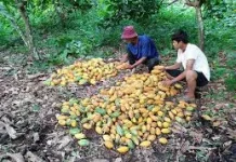 Bolivia avanza en cadena de valor del cacao