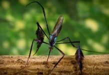 Mosquitos selváticos causaron brote de fiebre amarilla; hay 15 casos sospechosos