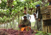 Tarija concentra más de 1,6 millones de hectáreas con potencial productivo agropecuario