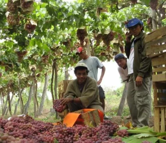 Tarija concentra más de 1,6 millones de hectáreas con potencial productivo agropecuario