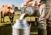 “Mi Bolivia lechera”: la apuesta estatal para salvar un alimento básico en medio de tensiones del mercado