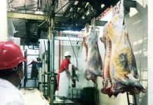 El Senasag inspecciona los mataderos de bovinos en Tarija