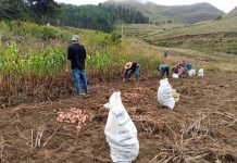 En Chuquisaca, campaña agrícola 2025–2026 inicia cosecha de semilla de papa Poradmin