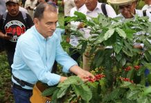 Cosecha 2026: el café cruceño se sube a la ola de precios altos