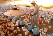 Avicultores advierten alza de precios y riesgo de desabastecimiento