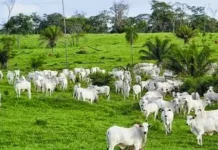 Productores deben actualizar su hato ganadero hasta el 15 de mayo