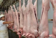 Tarija: Faena de cerdos se duplica en el Matadero