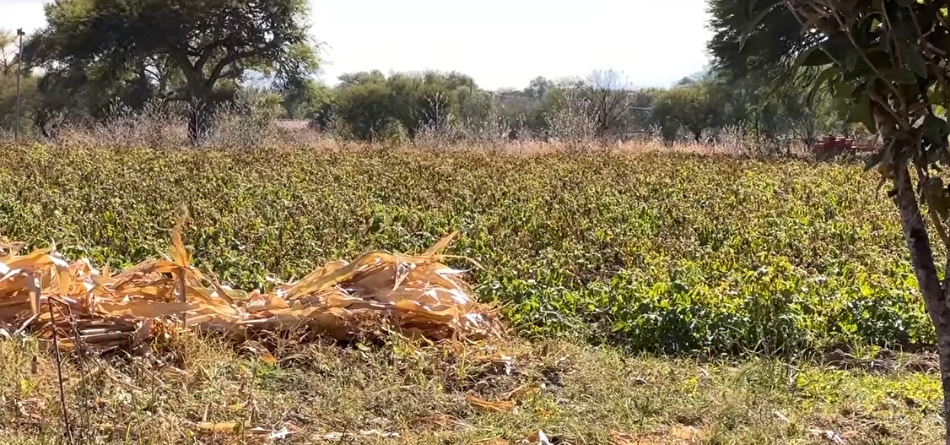 HELADAS